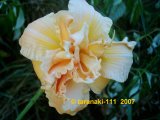 Vanilla Fluff  Hemerocallis Double Flower Taglilie